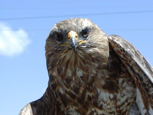 Steppe Buzzard B.b. vulpinus subadult