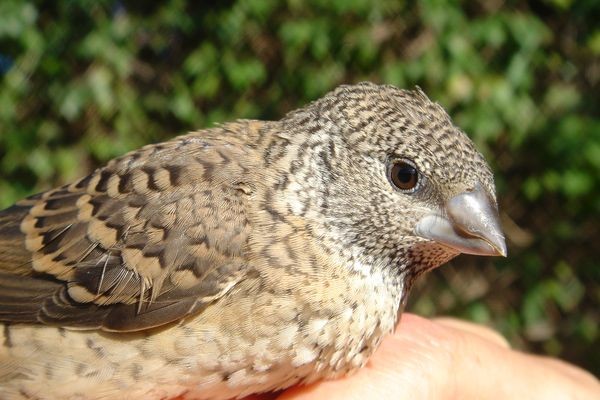 Cut-throat Finch, probable young female