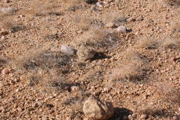 Stark´s Lark well camouflaged