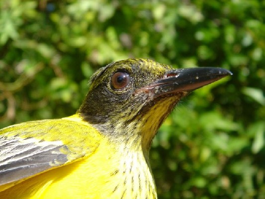 Black-headed Oriole in moult
