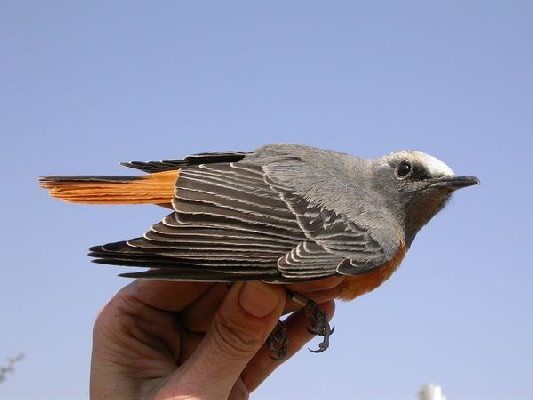 Short-toed Rock-Thrush