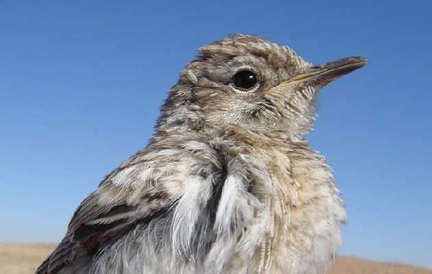 Young Karoo Chat still in company of an adult