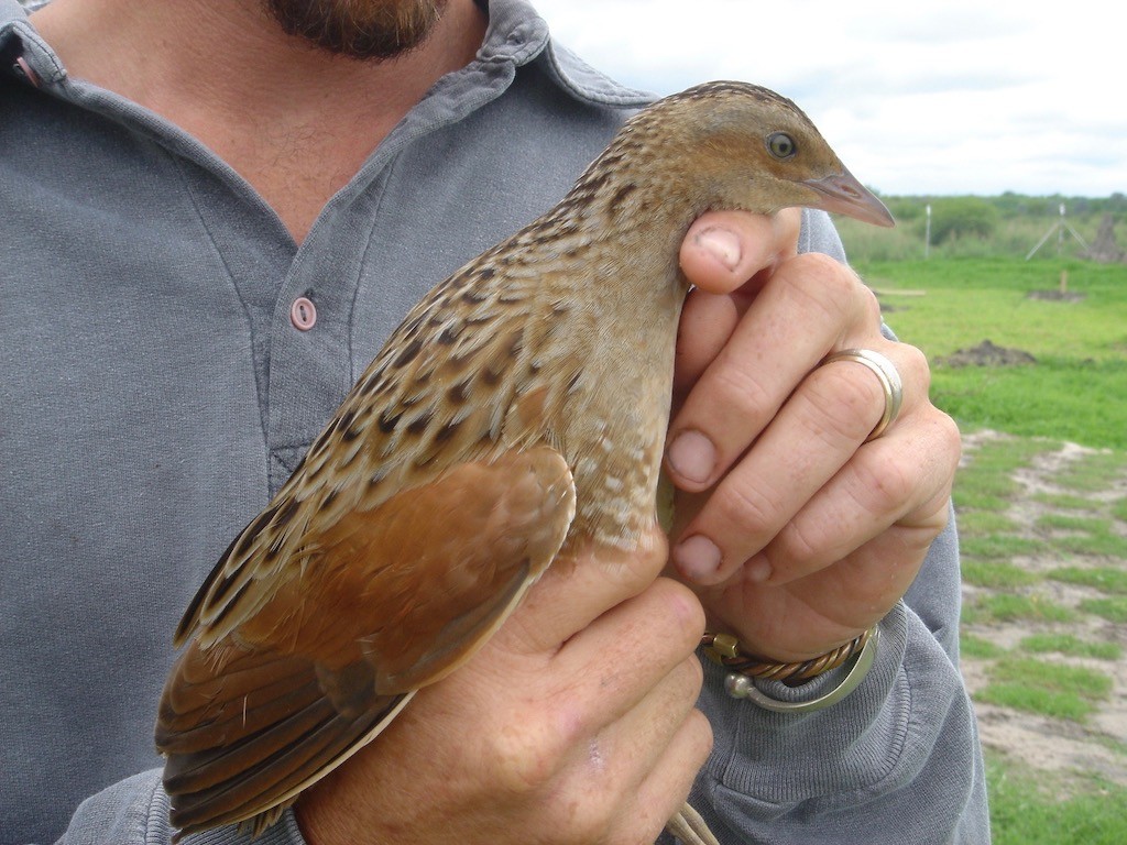 Corncrake 2nd cal year