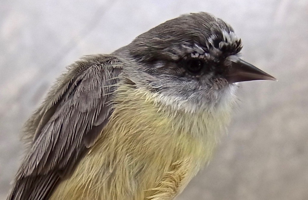 Cape Penduline Tit adult