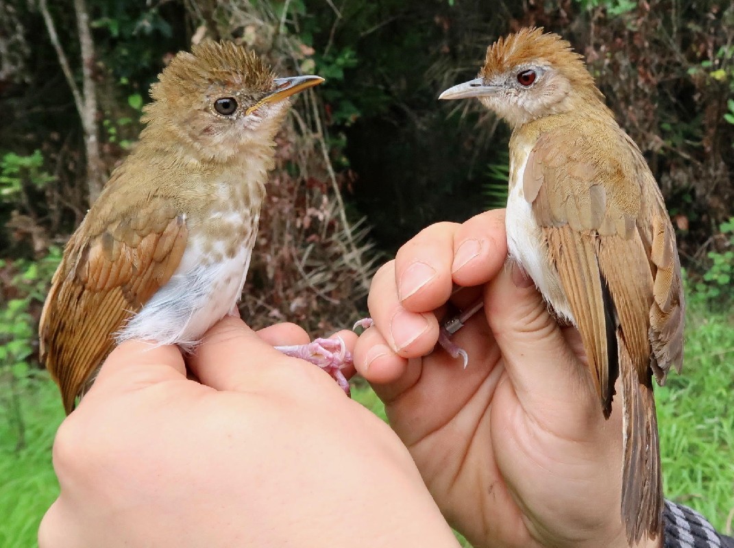 Spotted Thrush-Babbler