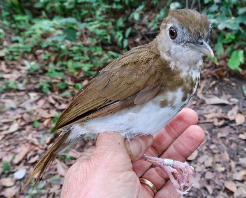 Spotted Thrush-Babbler