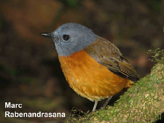 Amber Mountain Rock Thrush