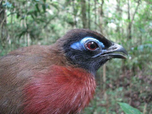 Red-breasted Coua
