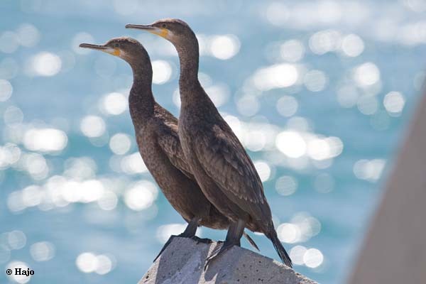 Cape Cormorant - non-breeding Adults