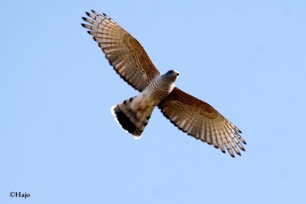 African Cuckoo Hawk in flight