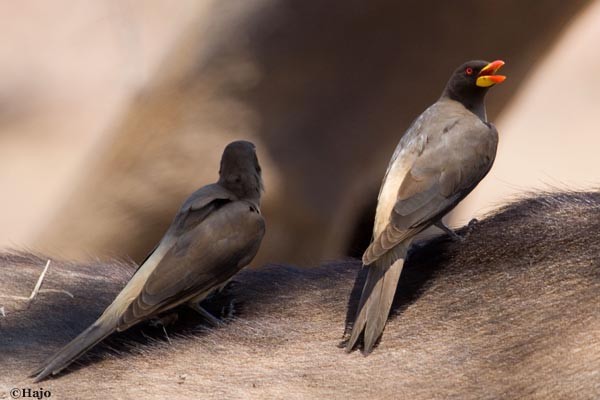 Yellow-billed Oxpeckers