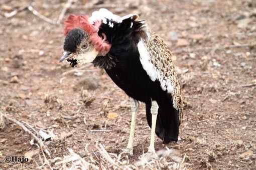 Courtship Dance of a Red-Crested Bustard D