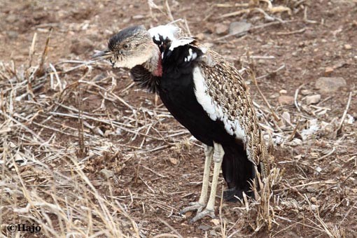 Courtship Dance of a Red-Crested Bustard F