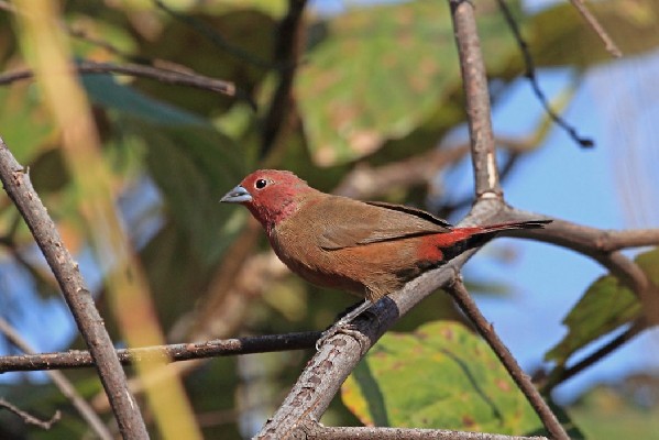 Jameson's Firefinch, probably a young male bird