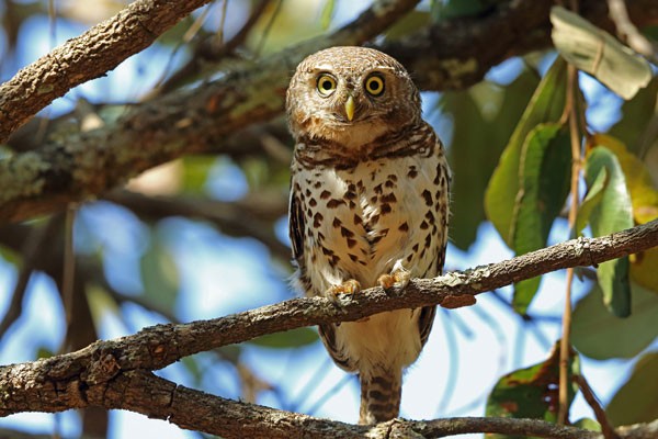 African Barred Owlet