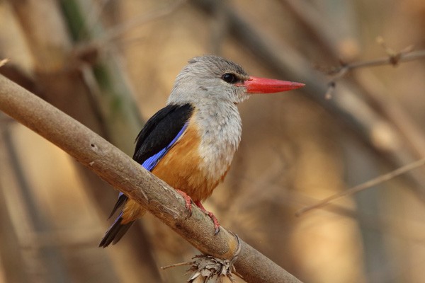 Grey-headed Kingfisher
