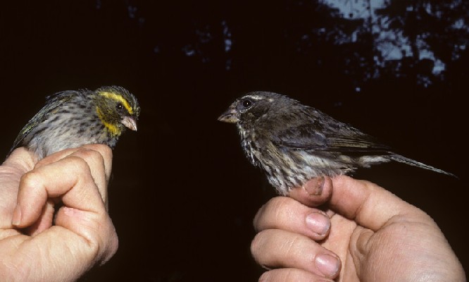Tanzania Seedeater and Yellow-browed Seedeater (S. whytii)