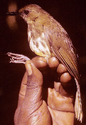 Dappled Mountain Robin - Adult subspecies sanjei
