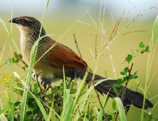 White-browed Coucal