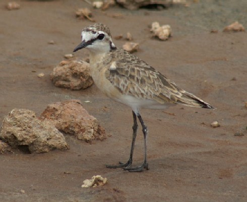 Kittlitz's Plover 