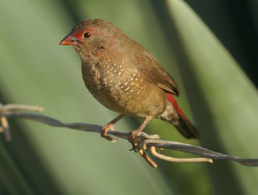 Red-billed Firefinch 