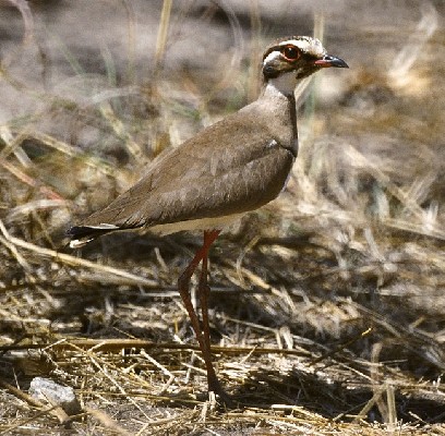 Bronze-winged Courser 