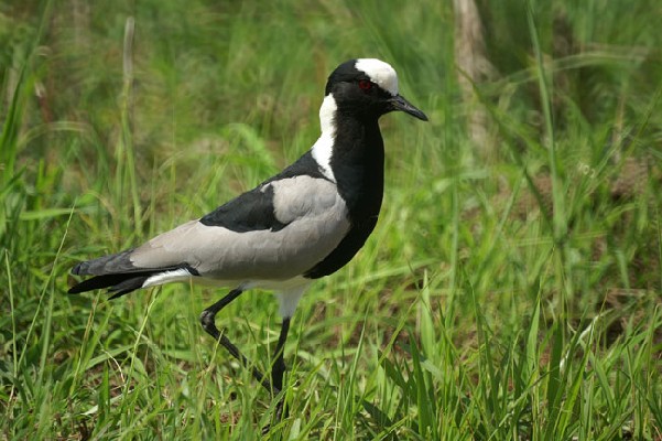 Blacksmith Lapwing 