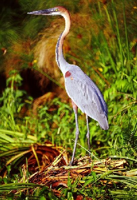 Goliath Heron