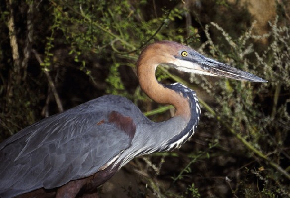 Goliath Heron