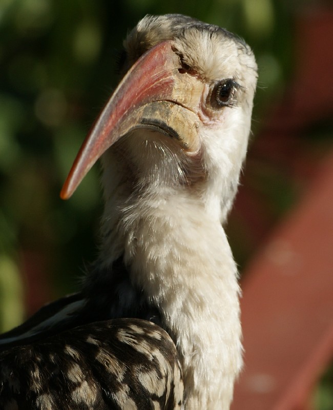 Damara Hornbill