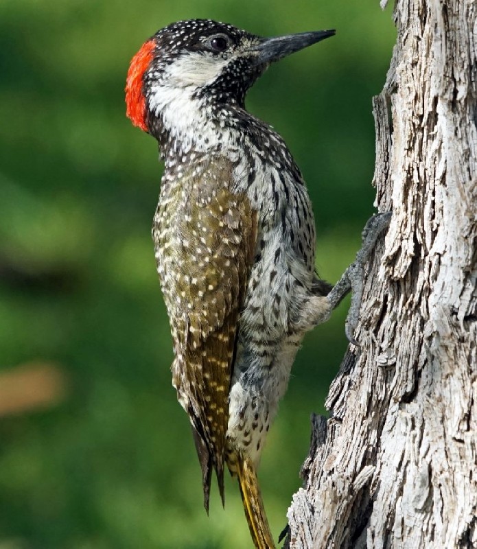 Female C. a. anderssoni 