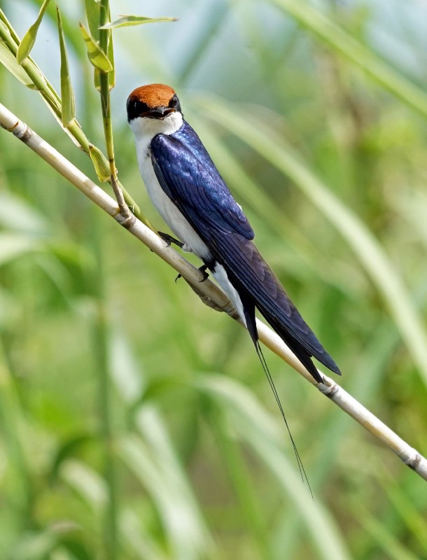Wire-tailed Swallow