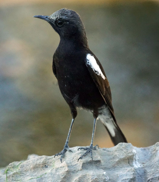 A bird of varied plumage