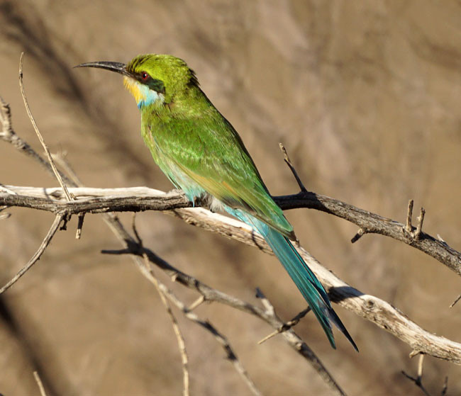 Swallow-tailed Bee-eater