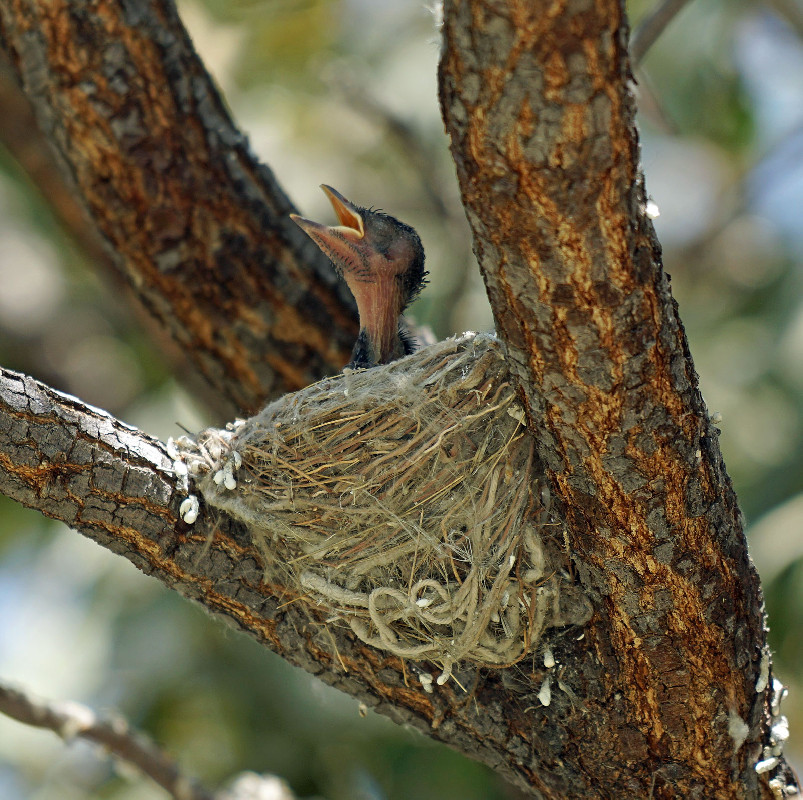 Drongo Nest