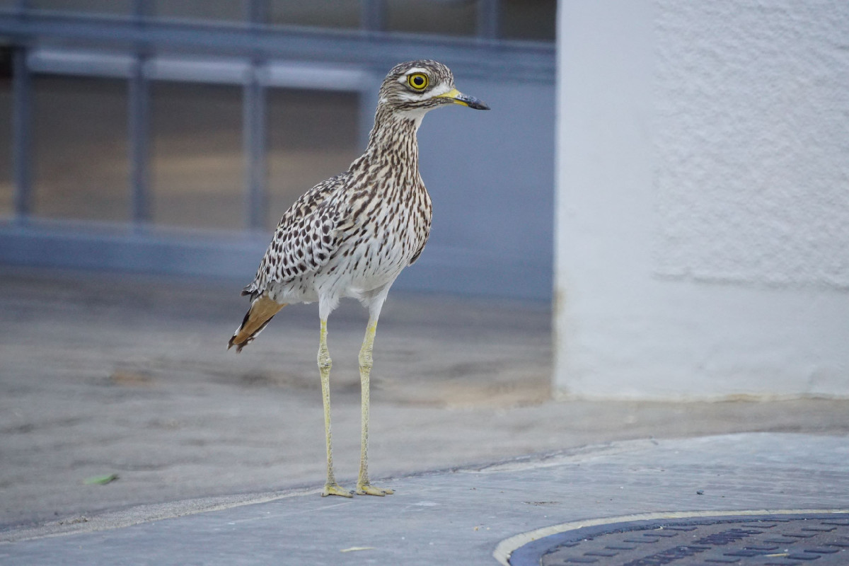 Seen in a residential street at 9am.