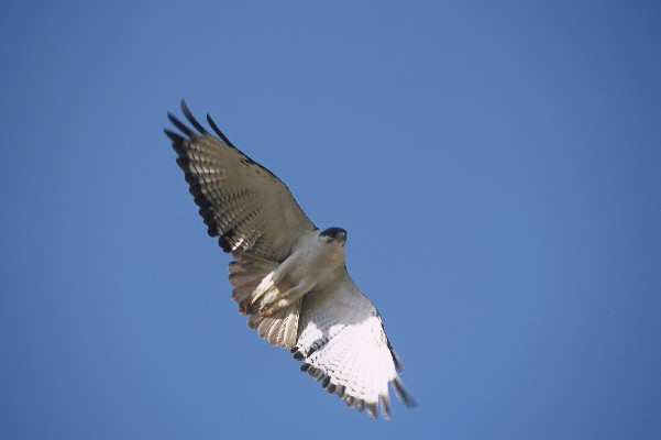 Augur Buzzard