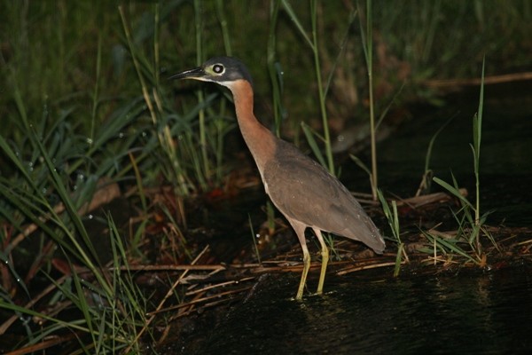 White-Backed Night Heron