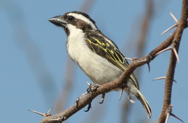 Black-throated Barbet