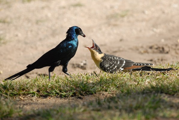 Clamator glandarius fed by host species Lamprotornis australis