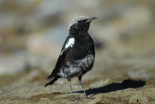 Oenanthe monticola in riverbed