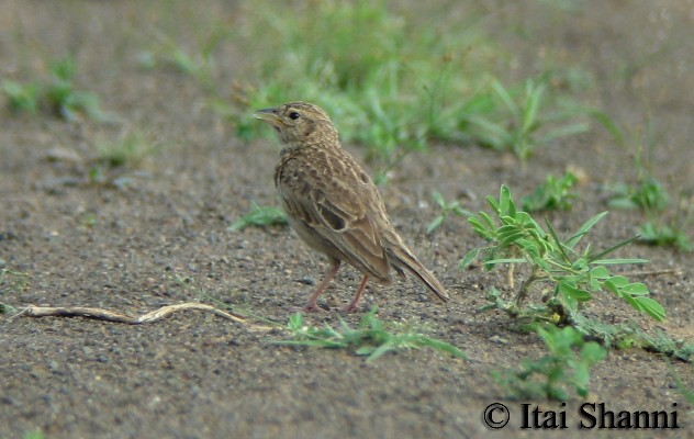 Horsfield's Bush Lark
