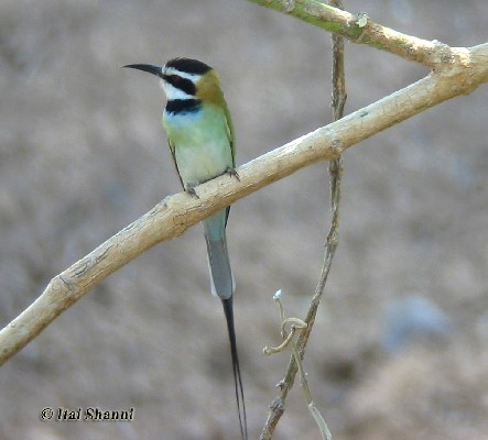 White-throated Bee-eater