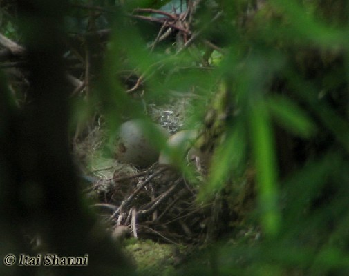 First recorded Olive Ibis nest