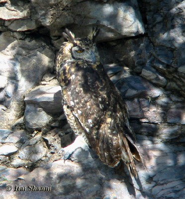 Mackinder's Eagle Owl