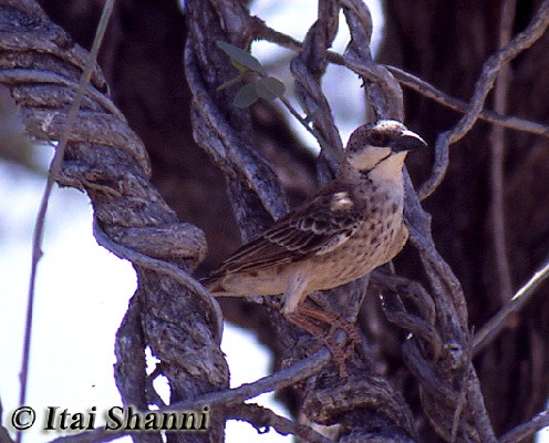 Donaldson-Smith Sparrow-Weaver