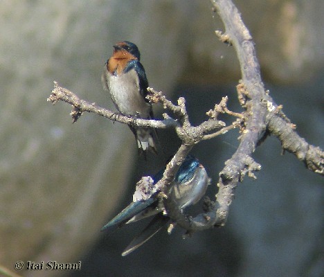 Angola Swallow