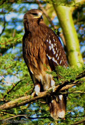 Greater Spotted Eagle