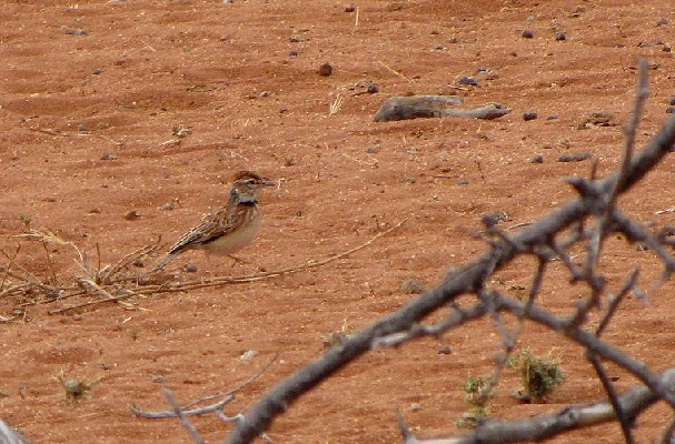 Collared Lark