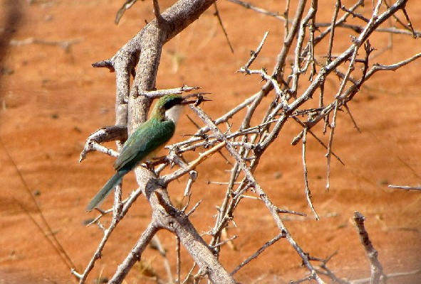 Somali Bee-eater